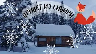 Привет Петербургу из Сибирской тайги