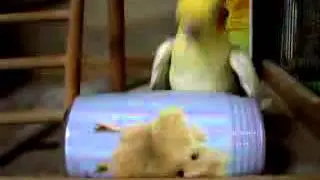 Попугай и банка