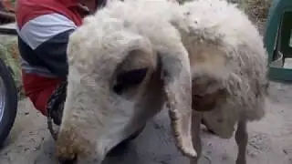 Cara Jitu Mengobati Penyakit Kurap, Kudis pada Domba dan Kambing
