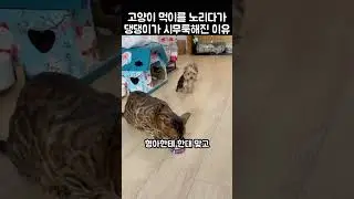 "진짜 너무하네.." 새끼 댕댕이가 고양이 형아에게 삐진 이유