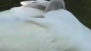 Прикол с лебедьми