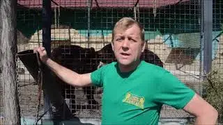 Где вольготно живёт медведь косолапый? 