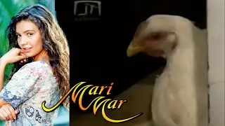¡La muerte de la gallina Macha! | Marimar - Televisa