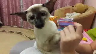 Лучшая подборка Кошки и Дети!Приколы с Детьми! / Funny Videos Cats and Kids!