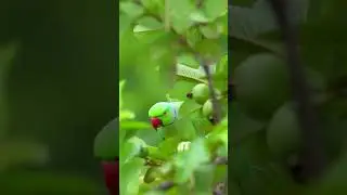 Cute Parrot 