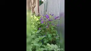Утро в саду