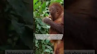 3 FACTS ABOUT INDONESA PT 2 