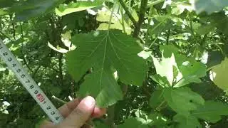 Инжир .2-е причины  низкой  урожайности у моих кустов .23