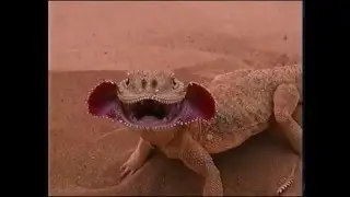 Ящерица рычит !