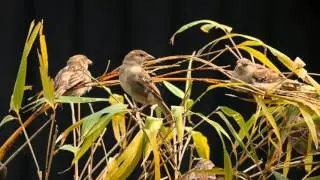 Vogelparadijs - Peter Vos, tekenaar (work in progress)