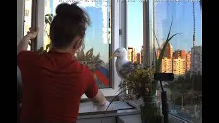 Мою окно вместе с чайкой