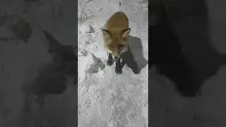 Северная лиса