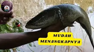 BANYAK YANG TIDAK PERCAYA