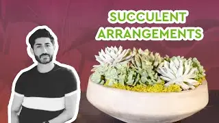 Succulent Arrangements DIY