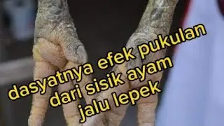 sisik ayam jalu lepek, dasyat dan super epek