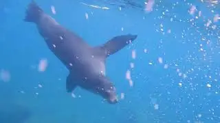 GALAPAGOS SEA LION