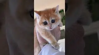 Cats vs cats vs chinchillas vs wizard chinchillas