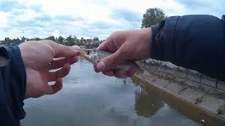 Плотва, окунь и пескарь на мормышки спиннингом! (мормодроч | мормышинг | наноджиг)