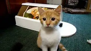Проблемный рыженький.