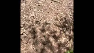 Panther Canyon Loop Trail