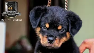 BRIT OF GEHLAUT|| Xantos X Wish|| @vomgehlaut-shorts #puppy #dog #pet