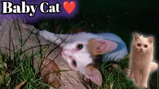 Cute cat baby mil gya ❤️ Naam Kiya Rakha ?