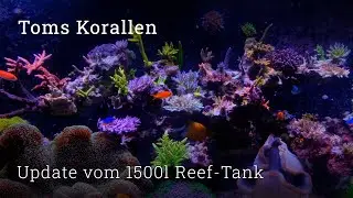Update from the 1500l reef tank | The Acropora are growing! | Red tuft algae