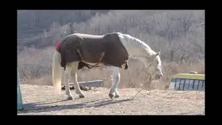 ШОК!! Лошадь чихает!!