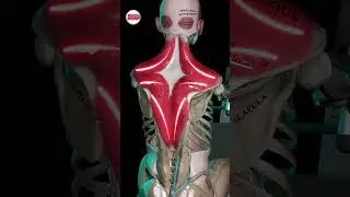 Why Train Scapular Retraction? 🏋️‍♂️🦴