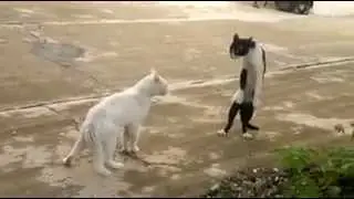 (1) ‫قطوس متأثر ب جاكي شان‬