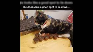 animal meme