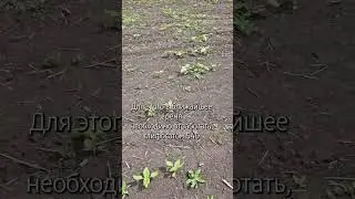 Поле необходимо пересеять. Видео от эксперта АКР