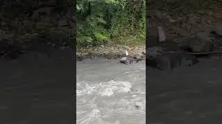 Кролики на набережной Владикавказа 😲 