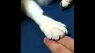 Котэ всегда сверху !
