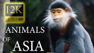 12K HDR 60fps Dolby Vision - Animals Of Asia - colorful animals