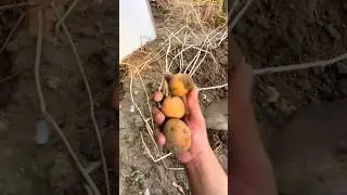 Едим шашлык и копаем картошку в Азербайджане😍не забудь подписаться и поставить лайк👍 #азербайджан