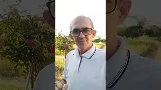 Quanto devo gastar com cada frango de granja em 45 dias?