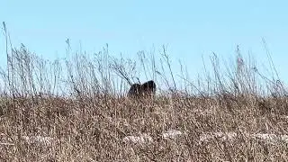 Mike’s SUPER TROPHY BULL