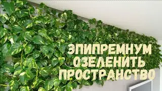 Эпипремнум  он же сцендапсус уход и выращивание.