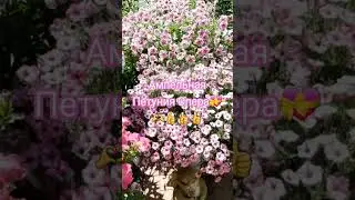 Ампельная петуния/Шикарный сорт Ампельной Петунии Опера#петуния #сортапетунии#обзорпетунии