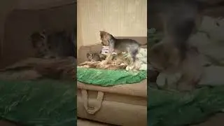 йорк Мия и котенок Буся
