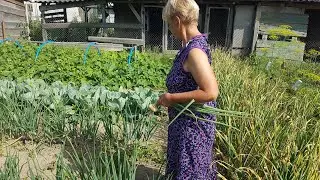 ЖИВЕМ В ДЕРЕВНЕ/ БЕЛАРУСЬ./ Запустила Помидоры./ Огород.