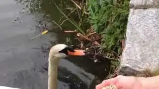 Behind the scenes with Journalist Linda Aylesworth and Tristan, 1 of the 4 swans of Lost Lagoon.