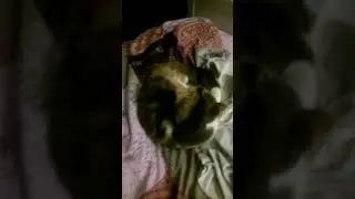 Экзот Кася
