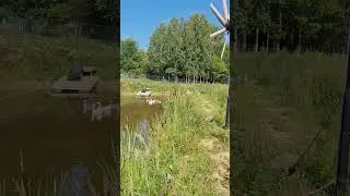 Гусям конец! Нимфеи в опасности! 