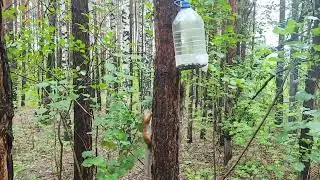 Белка в парке Победы.
