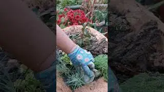 Мобильный рокарий #garden #handmade