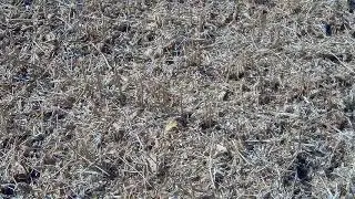 Низкий срез на сое
