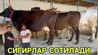 САРВАР БЕКДАН СУТЛАРИ КУП 3 БОШЛИ 3 ТА СИГИРЛАР СОТИЛАДИ SOTILADIGON SIGIRLAR NARXI 24 августа 2024