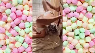 Big Body Tiktok Challenge🍑🍒#bigbank [zwcrDJLmADE] 00-01-02 #000_d4ljen